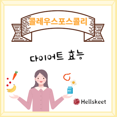 콜레우스포스콜리 다이어트 효능